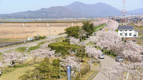 【赏樱名胜百选】新潟 大河津分水成排樱花