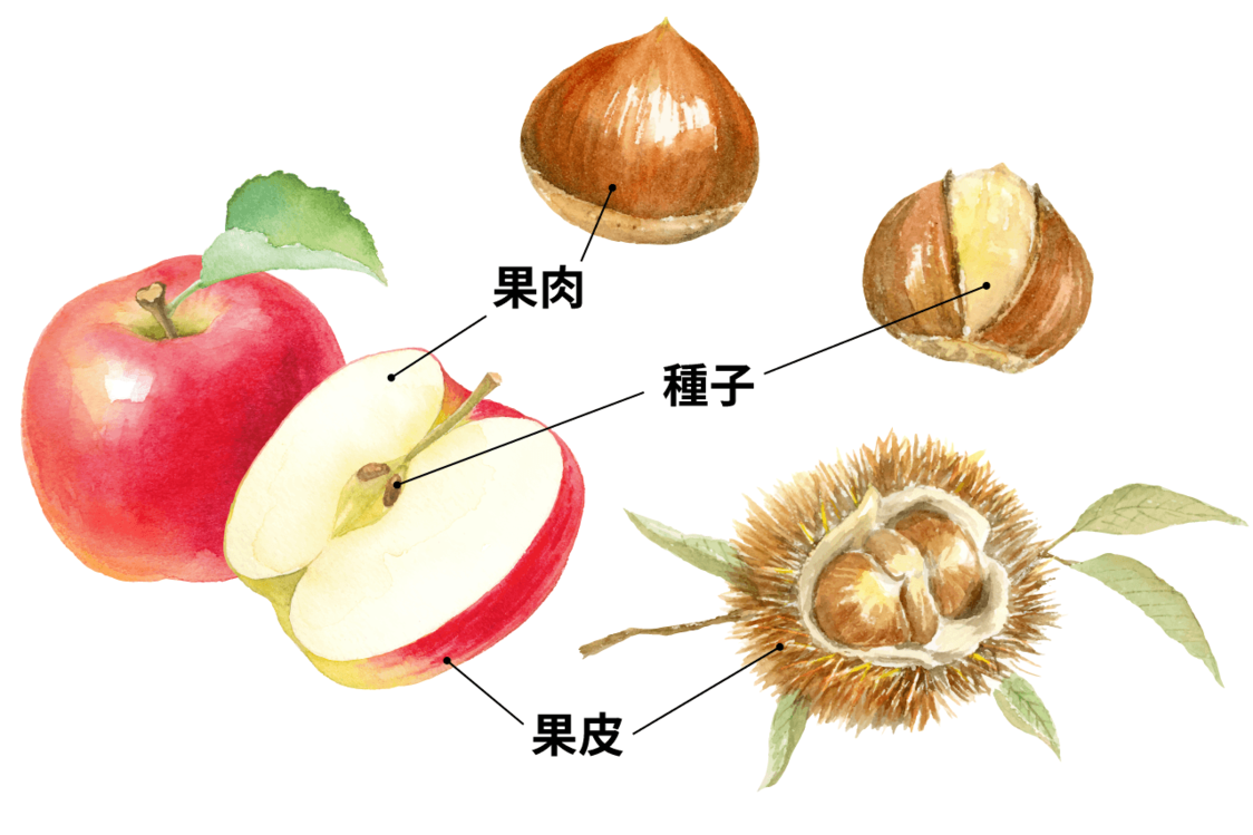 栗子：秋日裡美味的象徵，適合各式料理與甜點