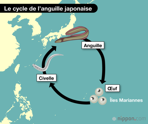 Le cycle de l’anguille japonaise