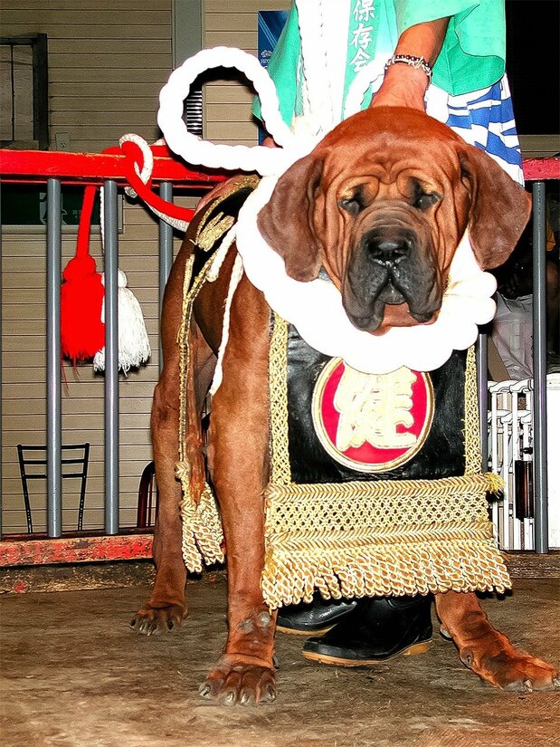 土佐犬是源自高知县的一种斗犬 ©PIXTA