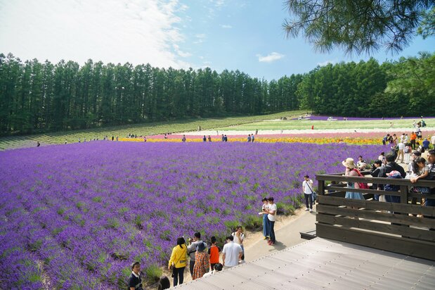 Twice the relaxation benefit: green forests and the bracing scent of lavender.