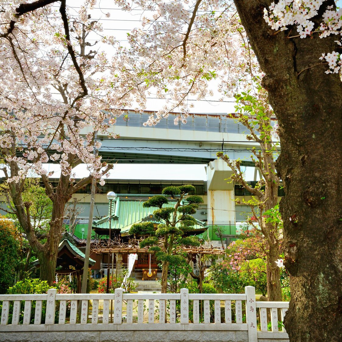 東白鬚公園のソメイヨシノ越しに見た隅田川神社の本殿。背後の首都高速道路・向島線の後ろに隅田川が流れている