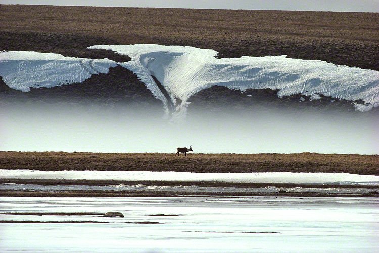 Un caribú vaga por la tundra en medio de la nieve derretida.
