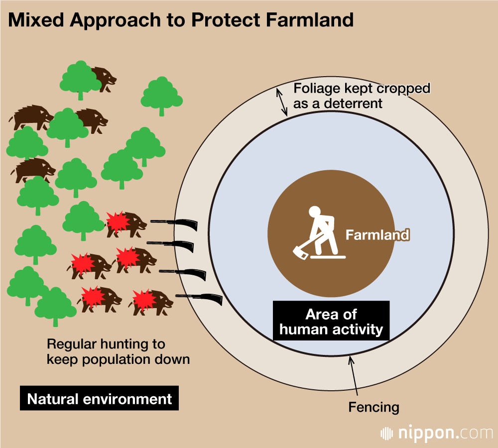 Wild Boar Boom: Animal Encroachment a Growing Concern for Rural Communities 