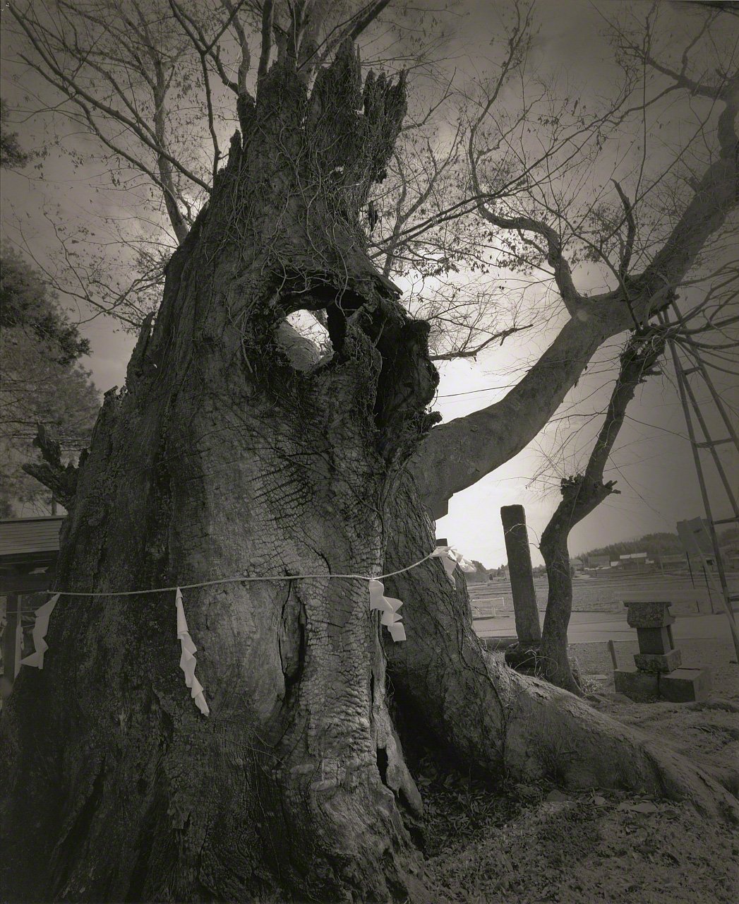 Depictions of Eros and Thanatos: Sacred Trees of Shintō Shrines Through the Lens of Ōsaka Hiroshi