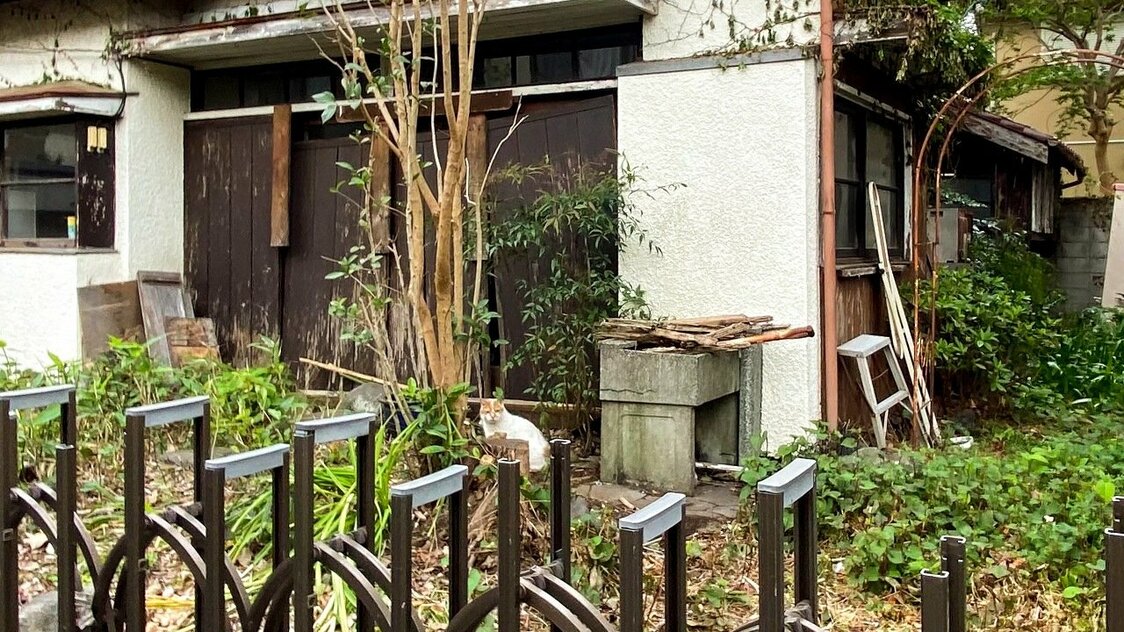 空宅院里的小花猫