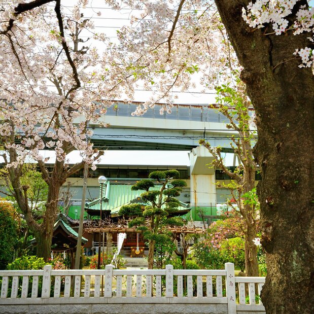 東白鬚公園のソメイヨシノ越しに見た隅田川神社の本殿。背後の首都高速道路・向島線の後ろに隅田川が流れている