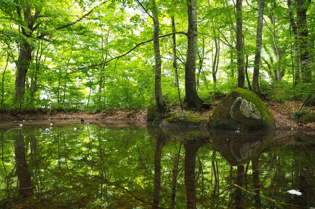 飯豊連峰の麓にあるブナの森・温身平（ぬくみだいら）　写真：PIXTA