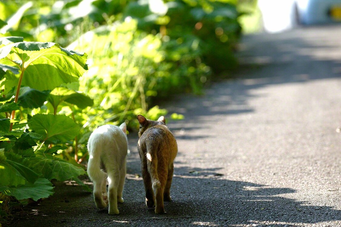 As Matsumura has shown, the first step to Fukushima’s revival is having the powerful will to live there. Shiro and Sabi are his constant companions.