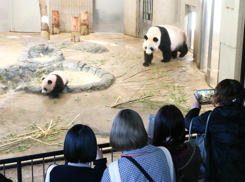 Shan Shan (left) and mother Shin Shin at Ueno Zoo on December 19, 2017. (Courtesy Tokyo Zoological Park Society; © Jiji.)