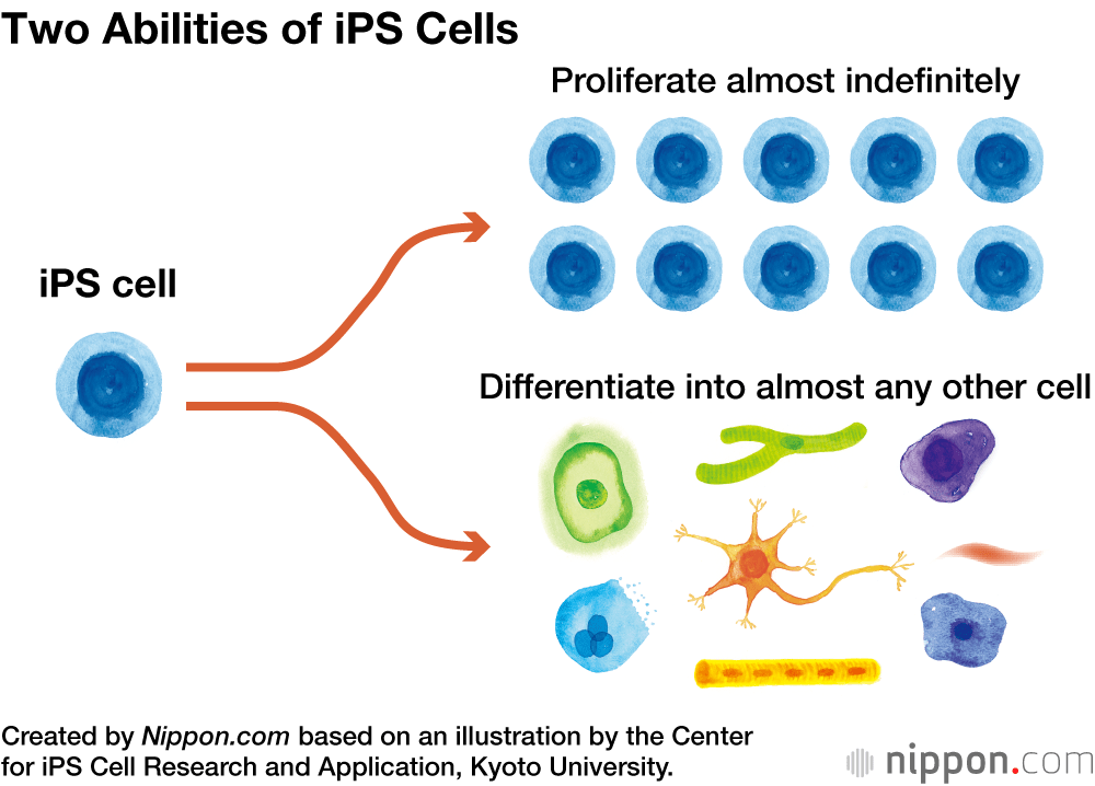 Two Abilities of iPS Cells