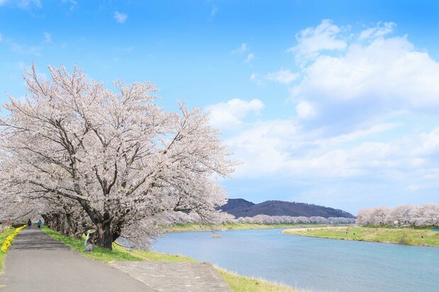 青空に薄紅色の桜がよく映える 写真提供:大河原町商工観光課