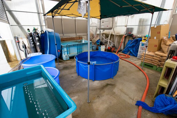 Рядом с аквариумом на ферме Isa Koi Farm обустроена площадка для фотосъемки. Пандемия COVID-19 побудила заводчиков сосредоточиться на онлайн-продажах зарубежным клиентам