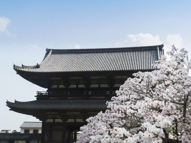 樱花点缀着仁和寺的入口二王门