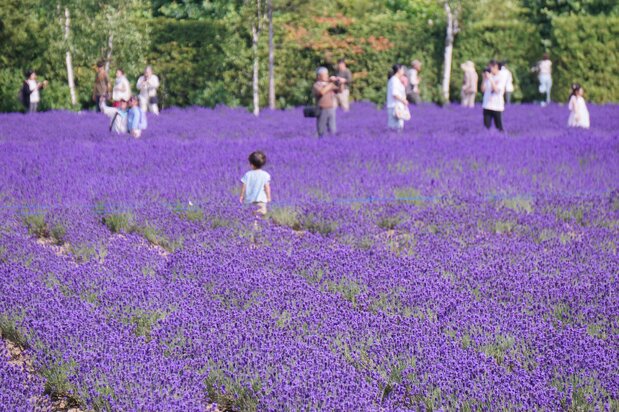 Fields covered in violet are full of visitors wielding cameras.