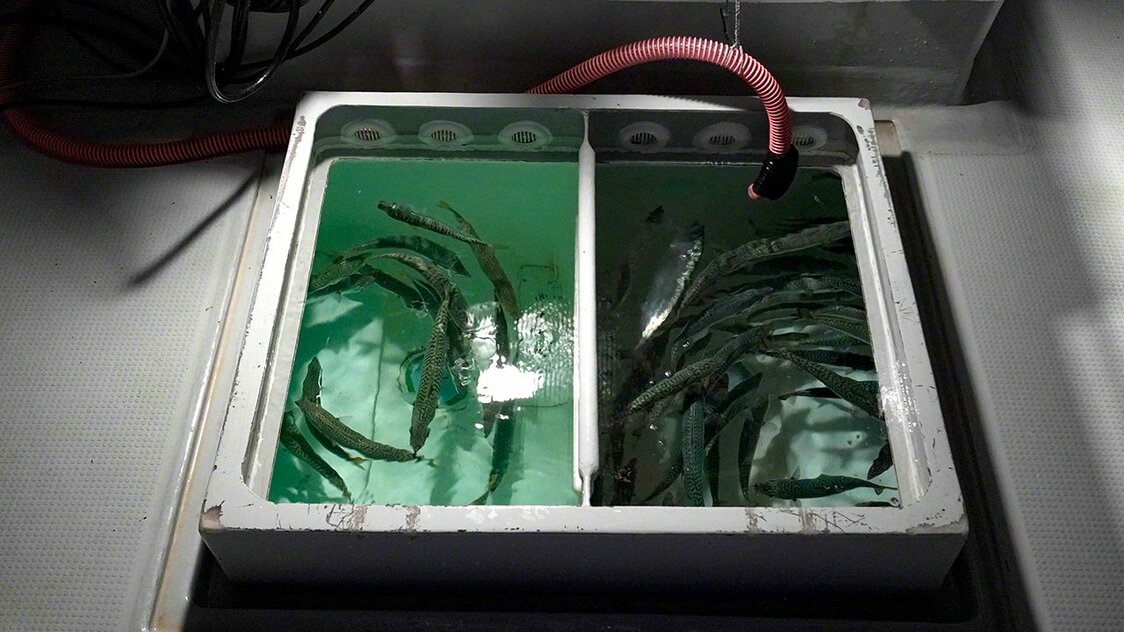 Un vivier contenant des maquereaux utilisés comme appâts vivants. L’eau de mer y passe à flot continu.
