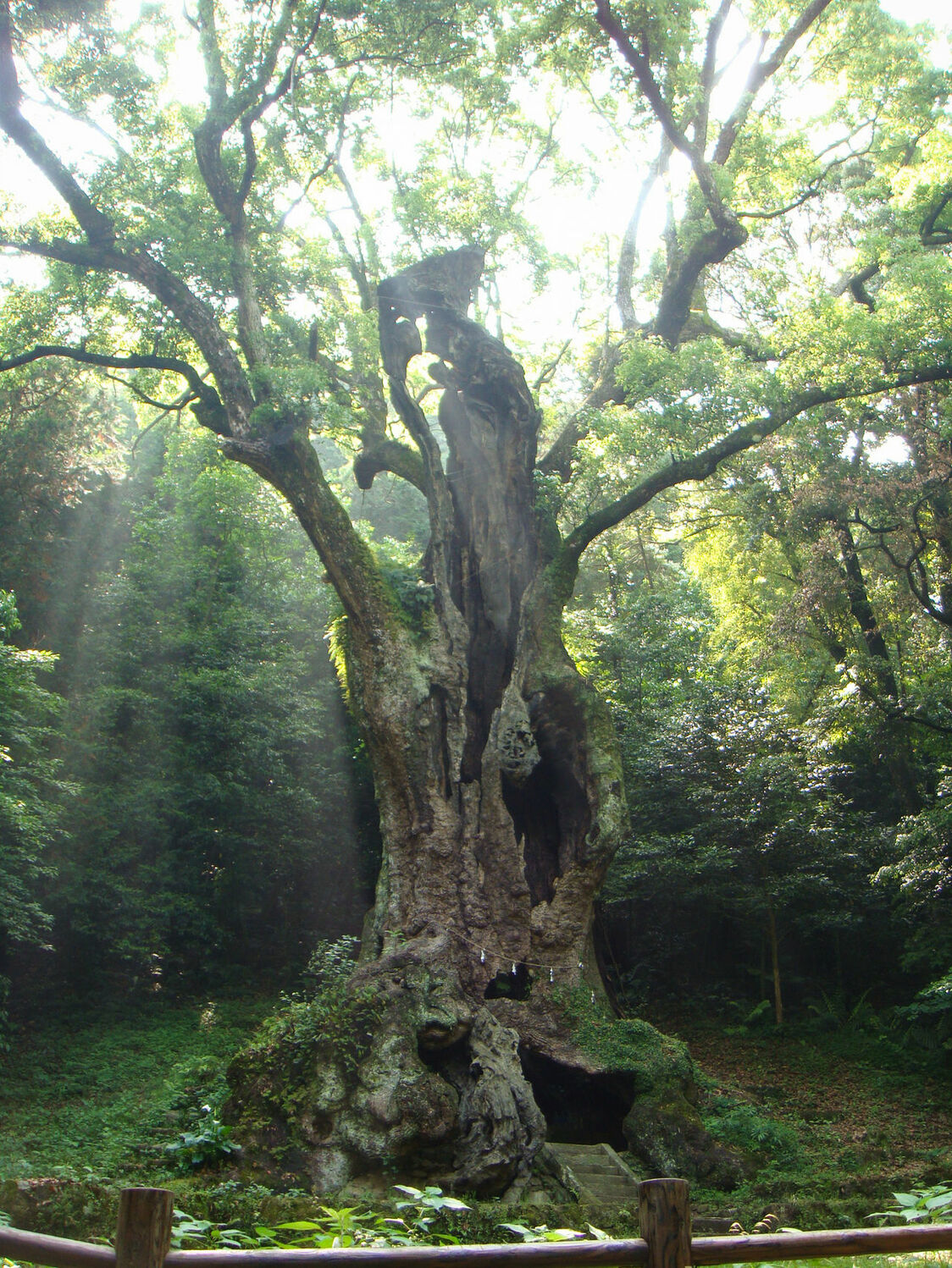 L’arbre sacré du sanctuaire Takeo