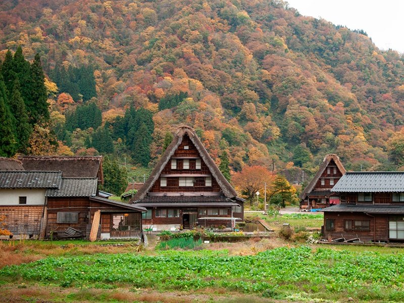 Casas de gasshō-zukuri en Gokayama. Las ventanas colocadas en los amplios hastiales son ideales para sericultura.