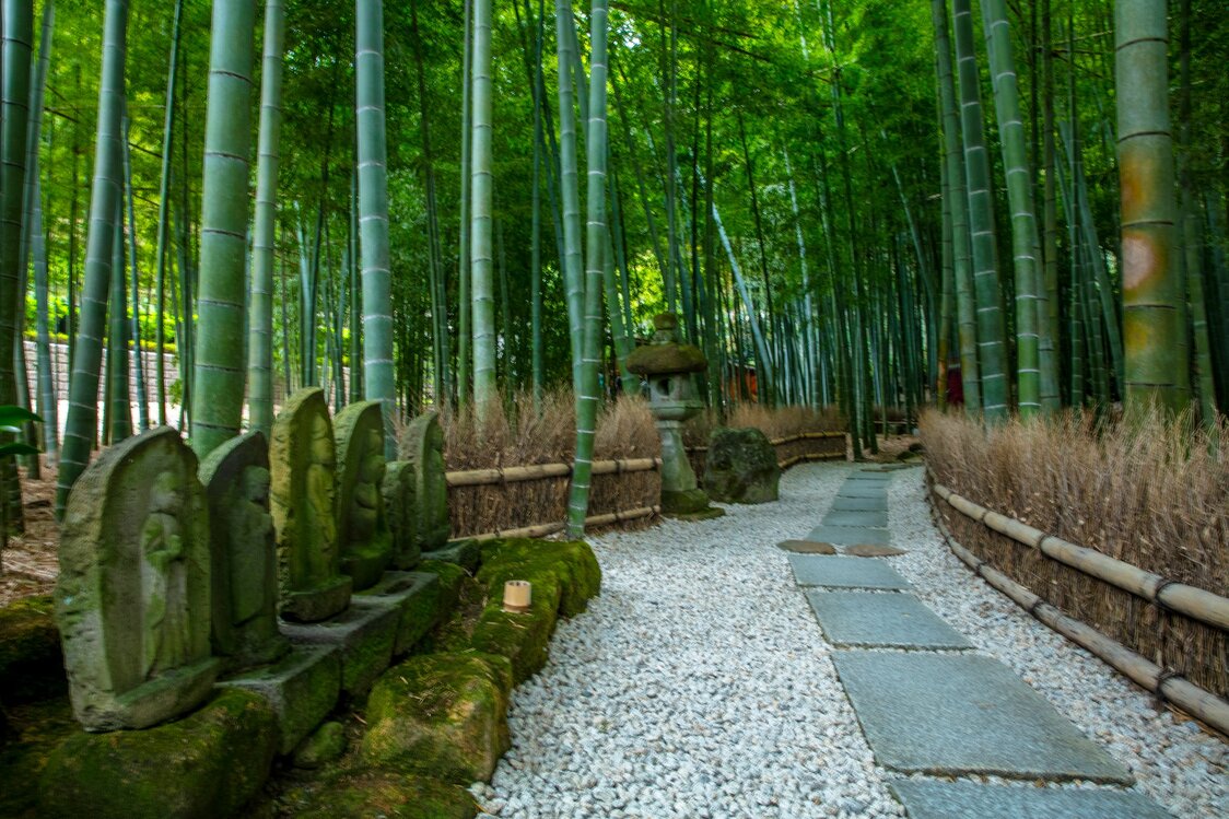 报国寺内生长着约2000棵孟宗竹