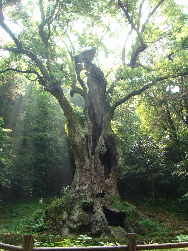 L’arbre sacré du sanctuaire Takeo