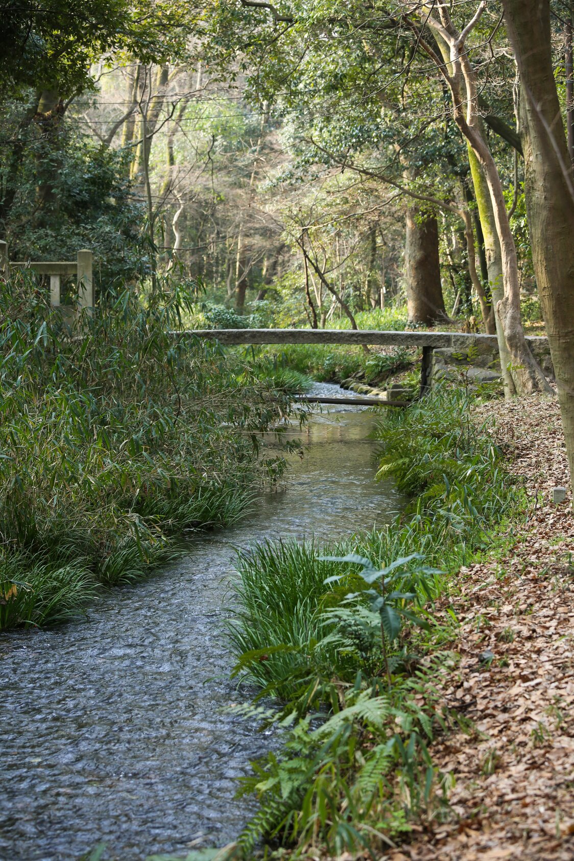 下鴨神社・泉川