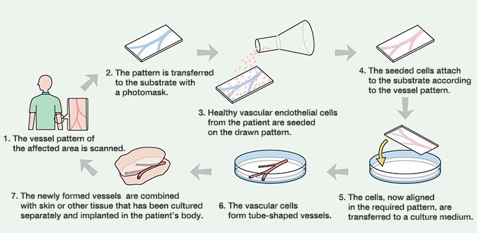 Creating three-dimensional capillaries in the lab.