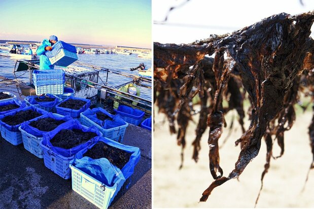 Déchargement de nori au port de pêche de Shin-Futtsu, à Chiba. (Avec l’aimable autorisation de l’Association préfectorale du tourisme et des produits locaux de Chiba)