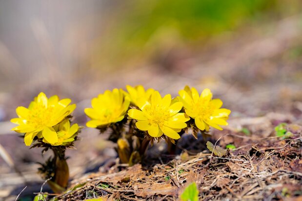 Fukujusō (Adonis ramosa) (© Pixta)