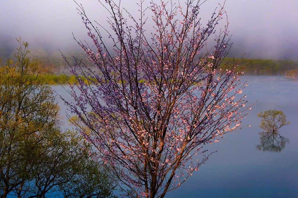 “Cherry Tree (Prunus sargentii) in the Mist.” Taken by Lin Meiki, 2011. © Lin Meiki.