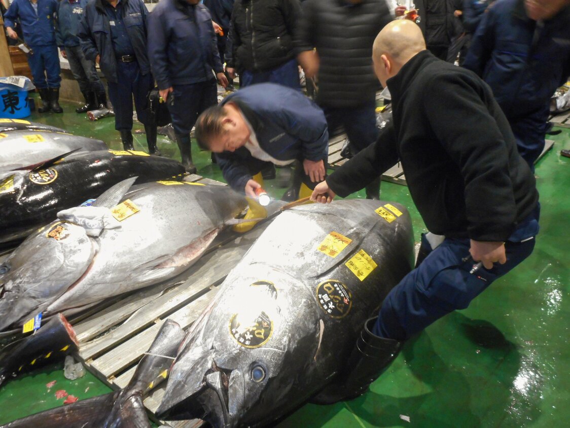 本マグロの腹を見て質を見極める「すしざんまい」の木村清社長ら　写真：市場関係者提供