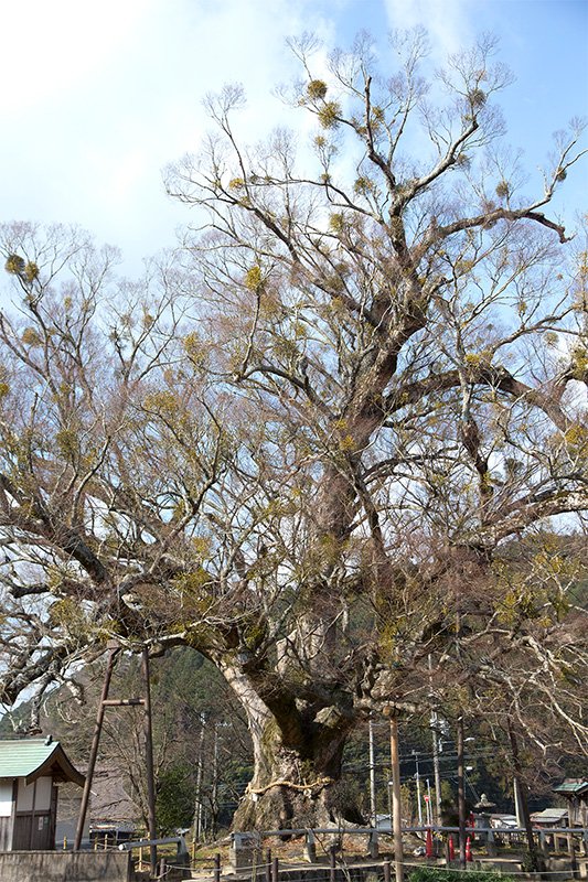En busca de los árboles gigantes: 7. Desnudados por el frío
