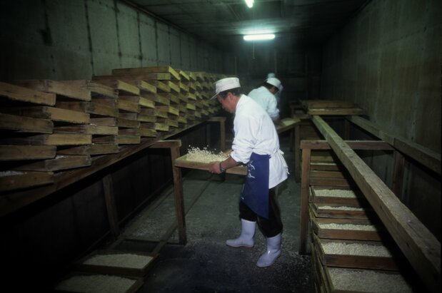 Чтобы качество продукции было равномерным, коробки регулярно переставляют сверху вниз