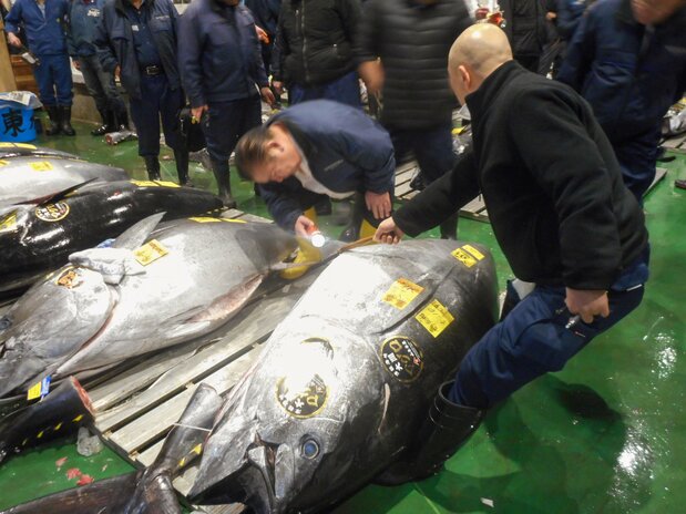 本マグロの腹を見て質を見極める「すいしざんまい」の木村清社長ら 写真:市場関係者提供
