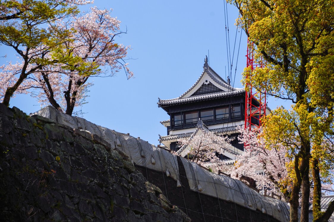 工事中の石垣の向こうに見える大天守のしゃちほこと桜