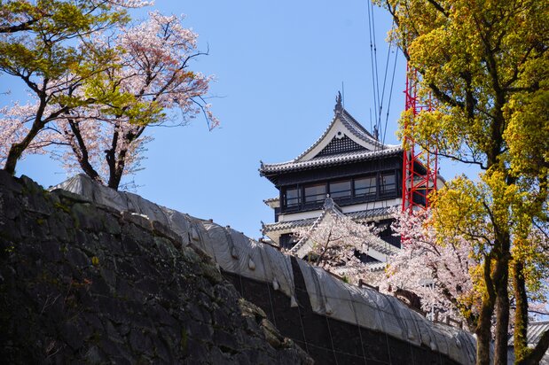 The stone wall, under reconstruction, and the cherry blossoms and the shachihoko sculpture of the main donjon beyond.
