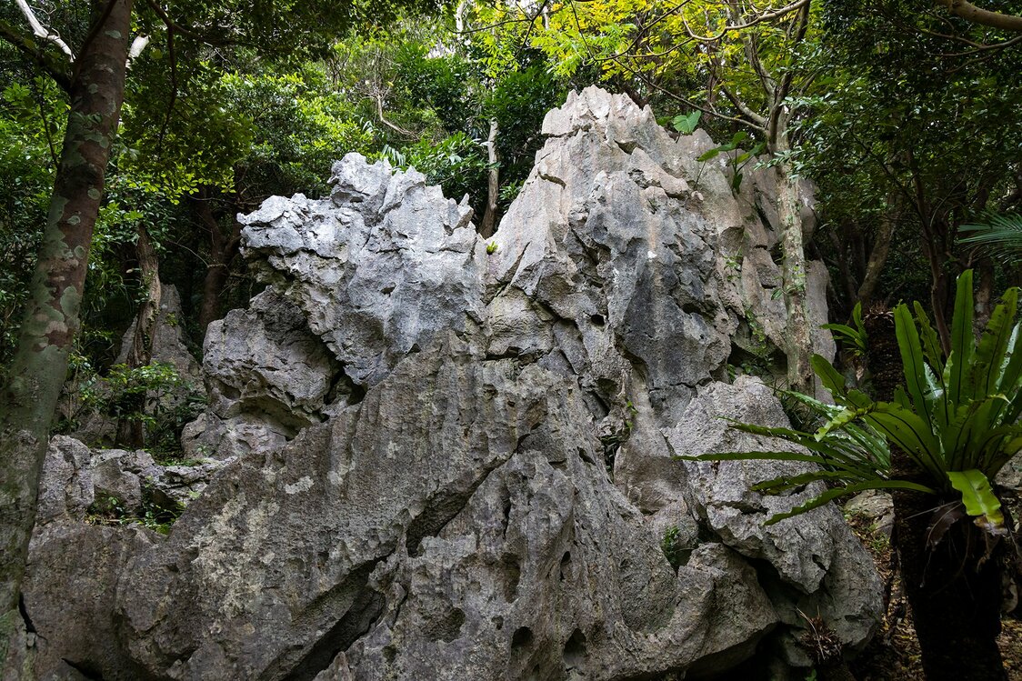 Many of the boulders resemble animals, such as this camel-like rock.