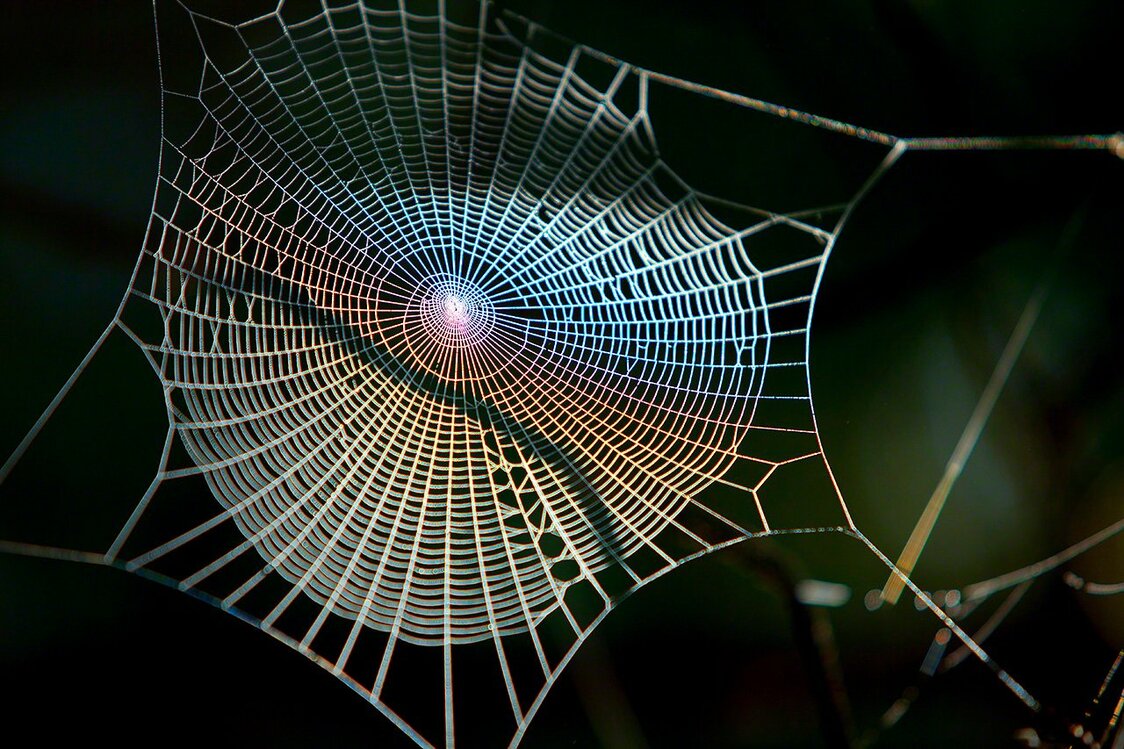 El arco iris brilla en una tela de araña. (Imagen de 2011)