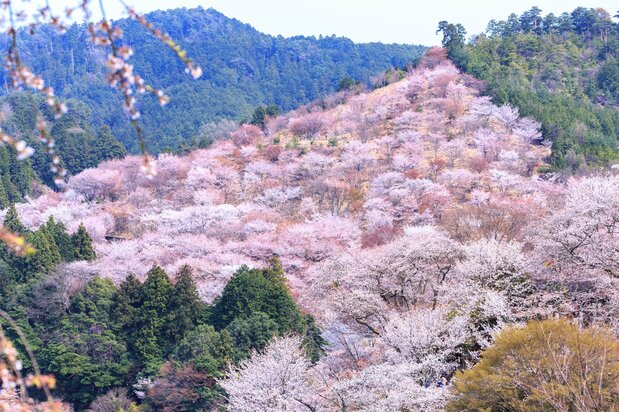 Mountain cherry blossoms at Nakasenbon, mid-way up Mount Yoshino, in Nara Prefecture. (© Pixta)