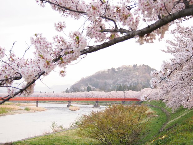 流经角馆町中心地带的桧木内川 借用图片（角馆町观光协会）