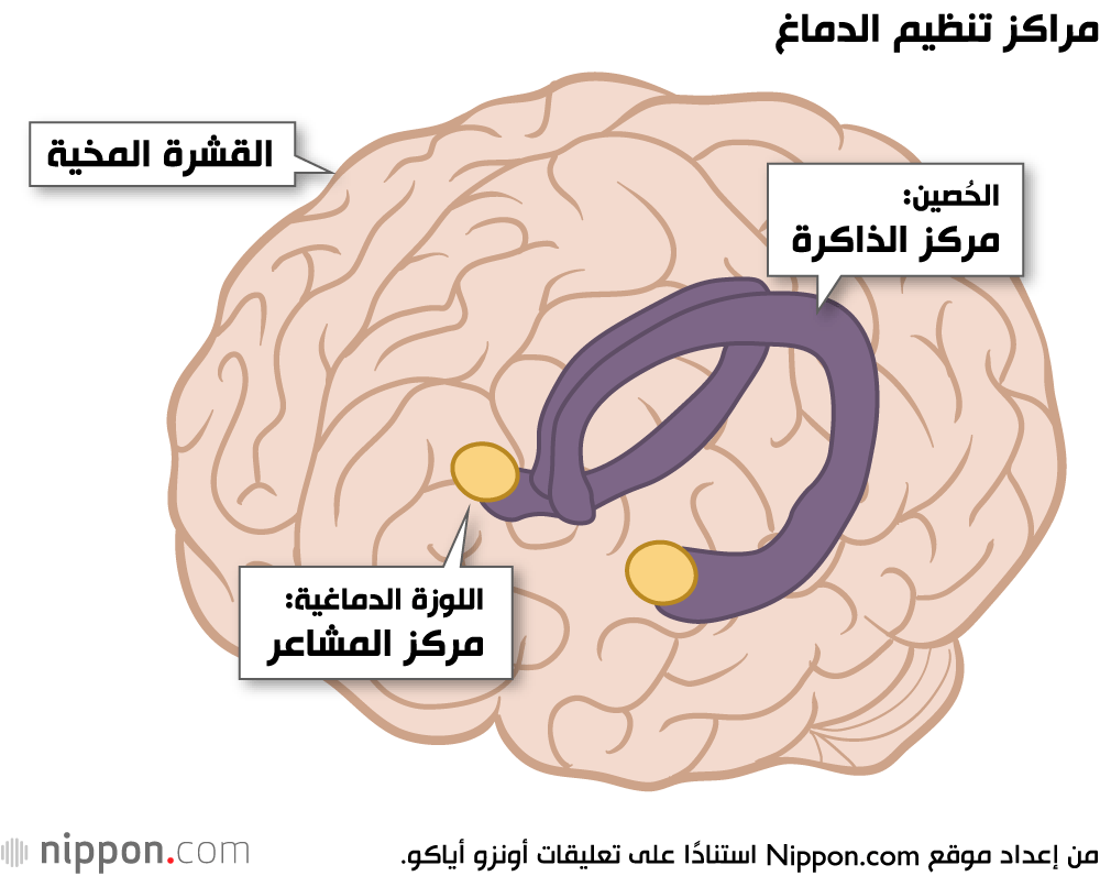 مراكز تنظيم الدماغ