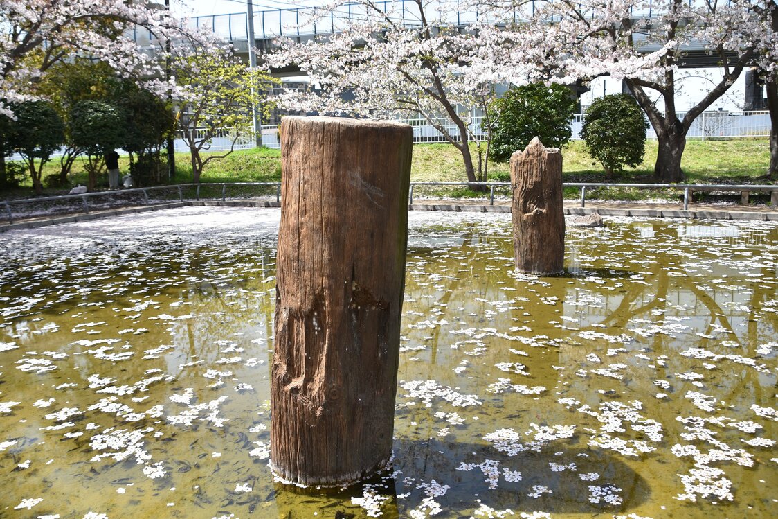 1923（大正12）年9月1日の関東大震災とその後の余震の影響で出現した橋の杭。稲毛重成が築いた相模川橋の遺構と判定され、国史跡に指定された。PIXTA