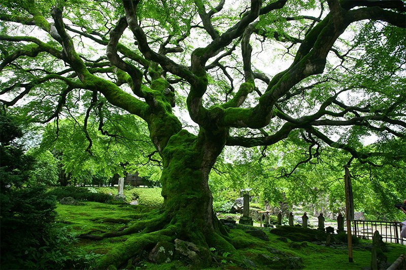 En busca de los árboles gigantes: 1. La estación más verde