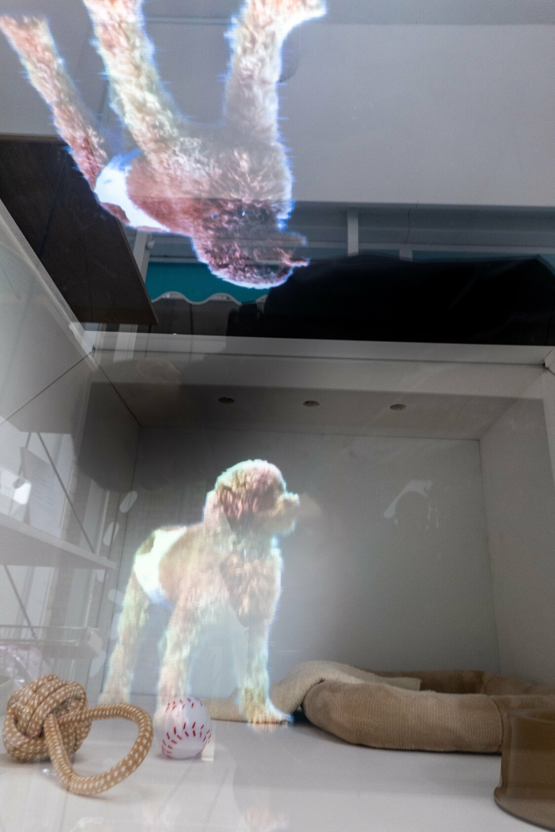 里親募集中の犬と猫、各6匹のホログラム映像を代わる代わる映し出す