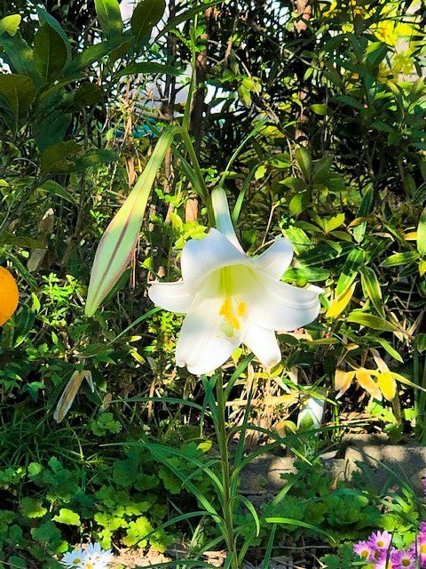 晩秋に開花したタカサゴユリとみられる百合(2021年11月20日、名古屋市中村区稲葉地)=評者撮影