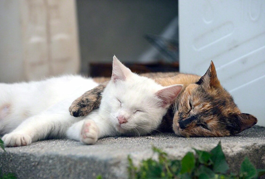Enjoying a pleasant nap.