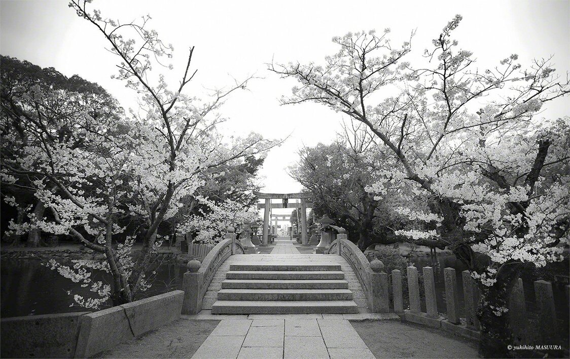 Ce pont voûté surplombe l’étang Shinji au milieu des cerisiers en fleur. Les lanternes en pierre en face du torii étaient un cadeau de Idemitsu Sazô, fondateur de la compagnie pétrolière Idemitsu Kôsan.