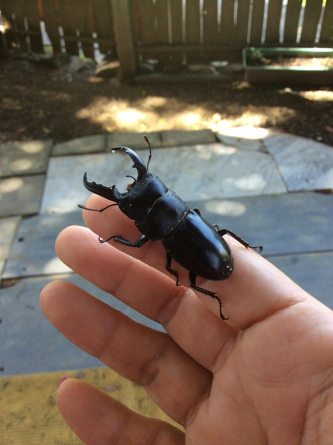 自宅によく入ってくるタイワンヒラタクワガタ（筆者撮影）