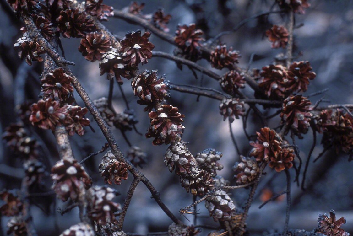 Jack pine cones opened by the flames. (2006)