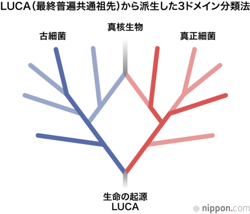 現在、全生物を「古細菌」「真核生物」「真正細菌」の3つに分ける分類法が主流だ。「古細菌」は原始的な菌類。「真正細菌」は大腸菌、コレラ菌、ブドウ球菌、乳酸菌など。「真核生物」は動物と植物に加え、アメーバや珪藻(けいそう)などの原生生物、カビやキノコなどの菌類だ。