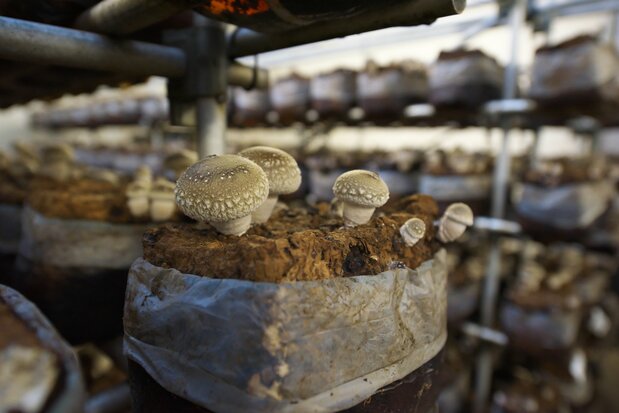 Shiitake cultivados en invernadero. (Pixta)